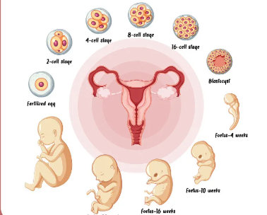 山大一院生殖科好吗，山大一院生殖科看不孕不育哪个大夫好？ 