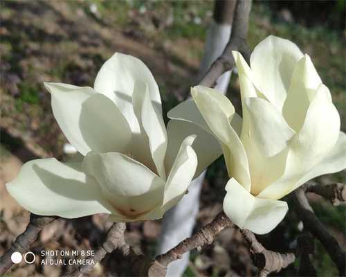 正规医院的供卵成功率高吗，2024在公立医院供卵的价位高不高？ 