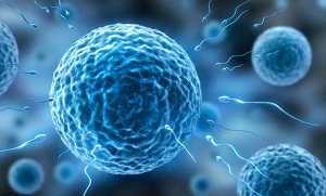 试管婴儿：基础卵泡少可以做三代试管，三代试管卵泡多大可成功受孕？