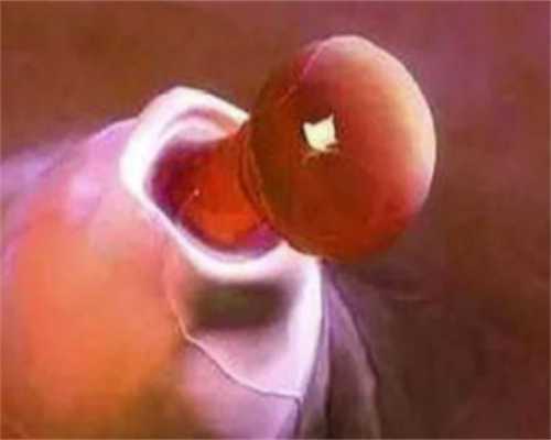 涿州市医院生殖科试管，涿州市医院生殖中心移植3bb囊胚前准备什么？ 