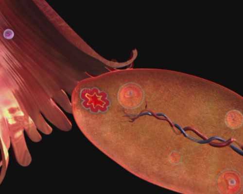 中国福利会妇幼国际和平医院，2024到中国福利会国际和平妇幼保健院如何挂号？ 