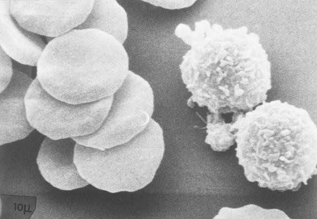 大坪医院试管婴儿的成功率多少，大坪医院高龄试管移植一个冻胚多少钱？ 