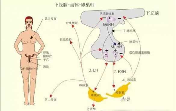 上海一妇婴产科全程，上海一妇婴生殖科好开产检病假吗？ 