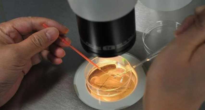 沈阳204和202试管婴儿，沈阳204医院试管检查多少钱？ 