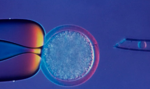 内蒙古附属医院移植囊胚当天出院怎么办理，内蒙古附属医院移植囊胚当天出院怎么办？ 