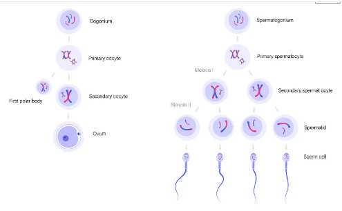 长治和平医院能植发吗，2025长治和平医院一代试管移植转二代要多少钱？ 