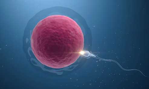 泰国试管婴儿费用多少人民币，泰国试管婴儿费用