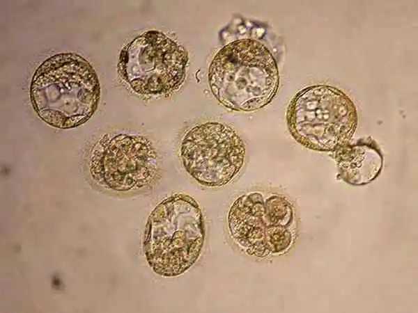 北医三院供精人工授精的医生有哪些人，北医三院供精人工授精的医生有哪些？ 