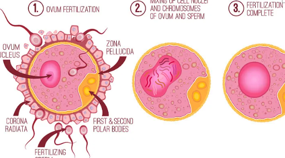 柬埔寨 试管婴儿，RFG皇家生殖遗传医院：柬埔寨试管婴儿首选之一
